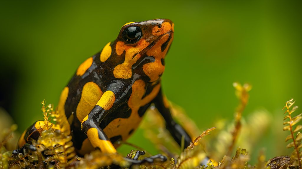 Anchicayá Poison Dart Frog - Oophaga anchicayensis