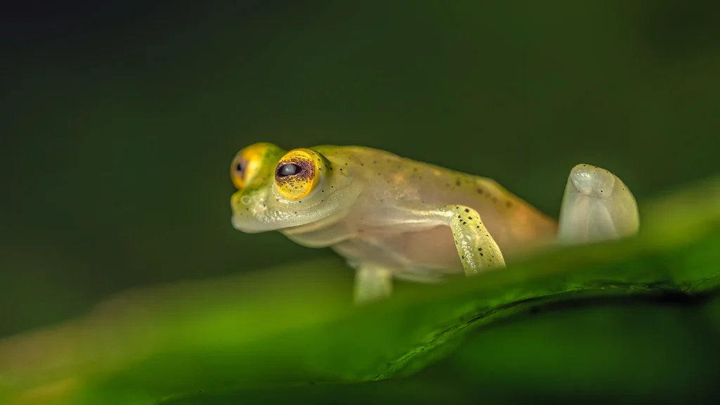 Atrato Glass Frog - Hyalinobatrachium aureoguttatum