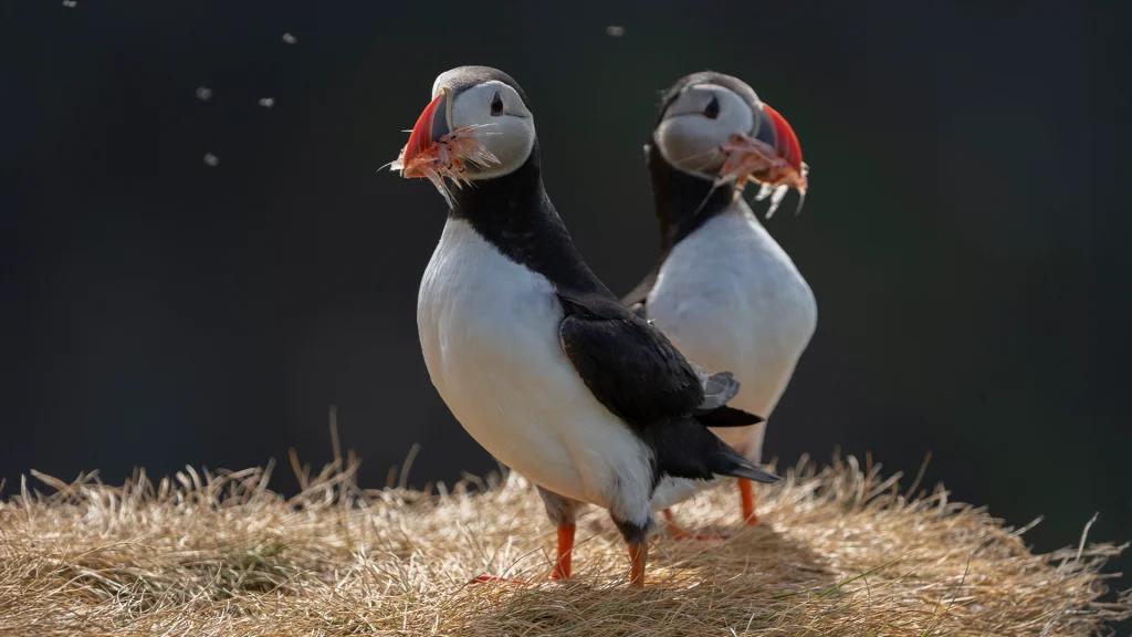 Atlantic Puffin - Fratercula arctica