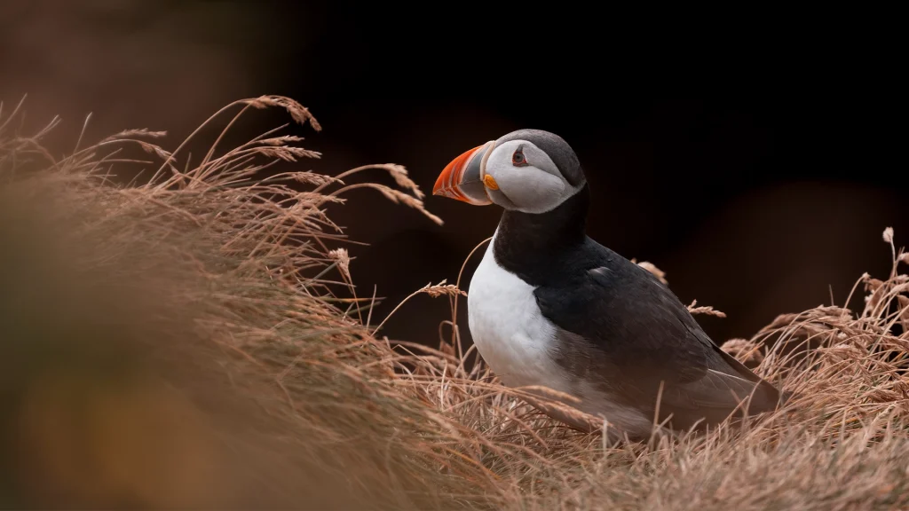 Atlantic Puffin - Fratercula arctica