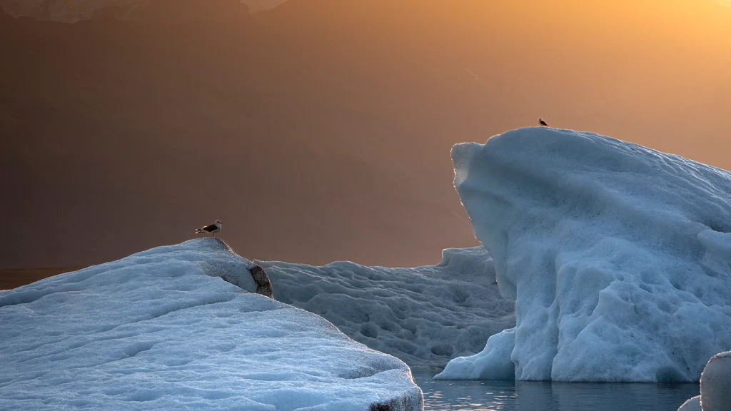 Great Black-backed Gull / Larus marinus