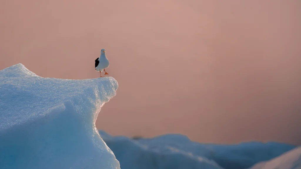 Great Black-backed Gull / Larus marinus
