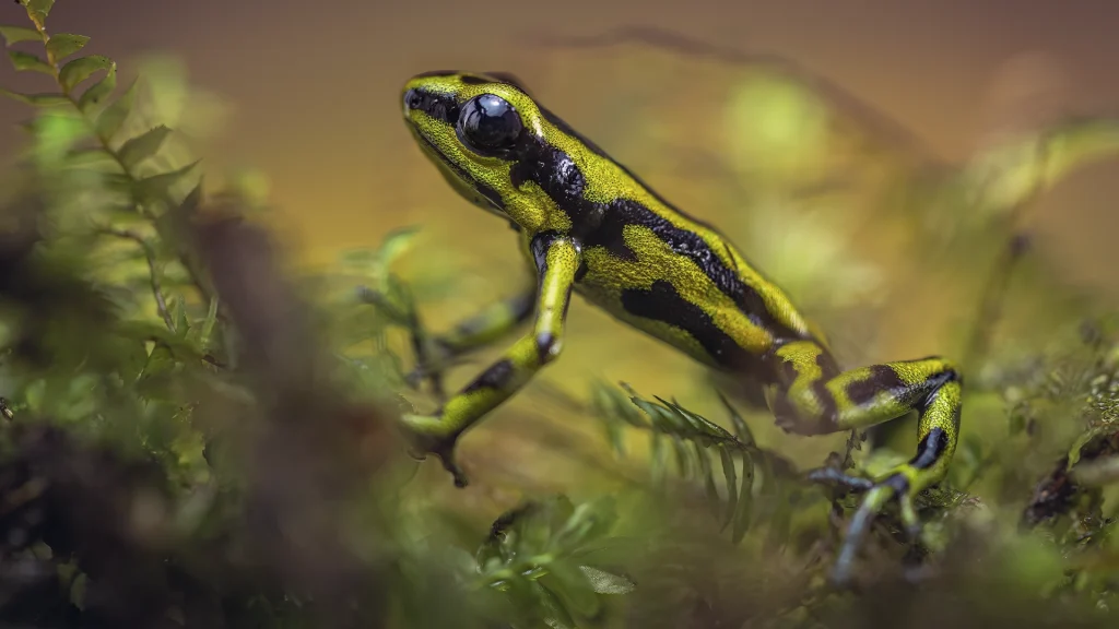 Yellowbelly Poison Frog - Andinobates fulguritus