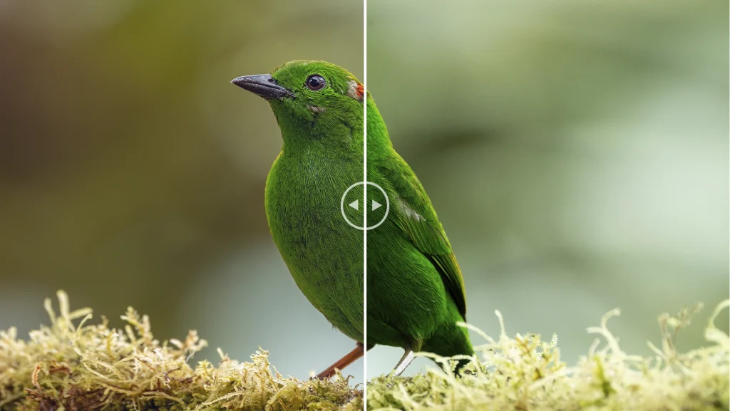 Glistening green tanager - Chlorochrysa phoenicotis