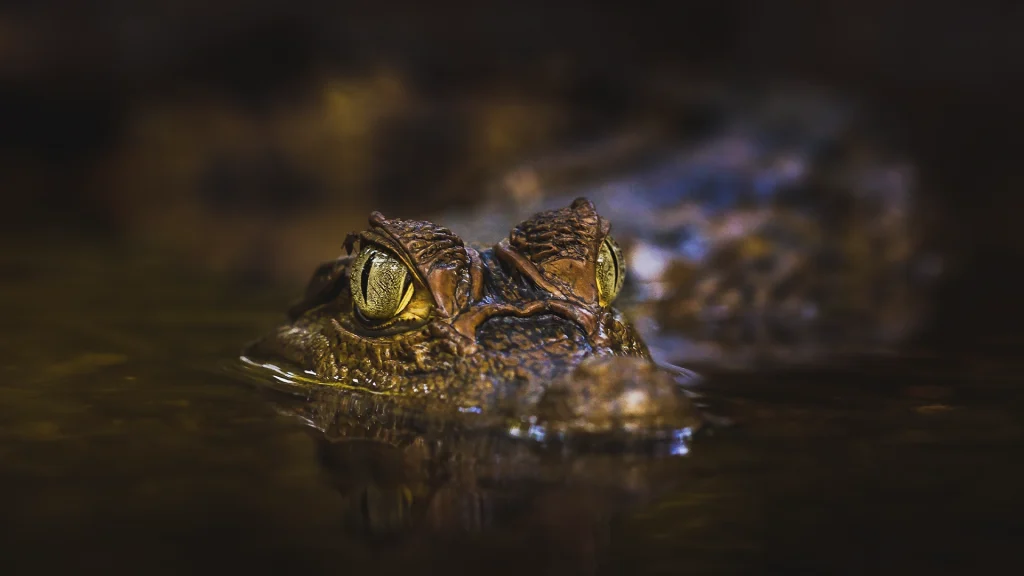 Spectacled Caiman - Caiman crocodilus