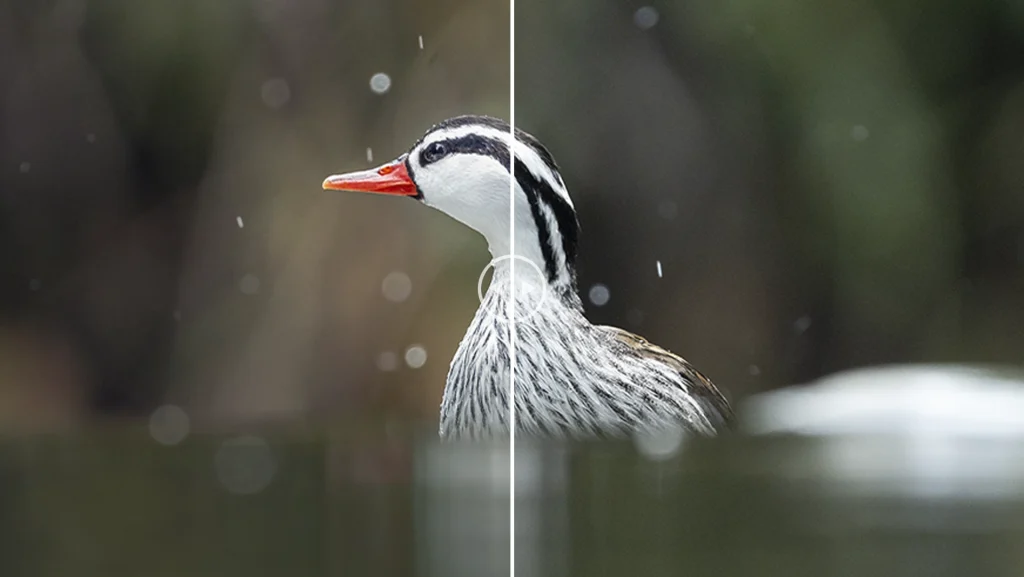 Torrent duck - Merganetta armata