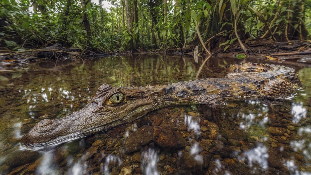Spectacled Caiman - Caiman crocodilus