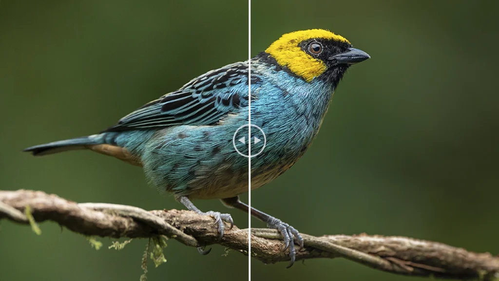 Saffron-crowned tanager - Tangara xanthocephala