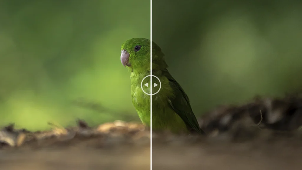 Orange-chinned Parakeet - Brotogeris jugularis