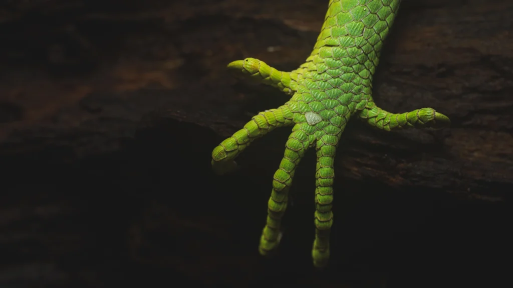 Berthold's Bush Anole - Polychrus gutturosus
