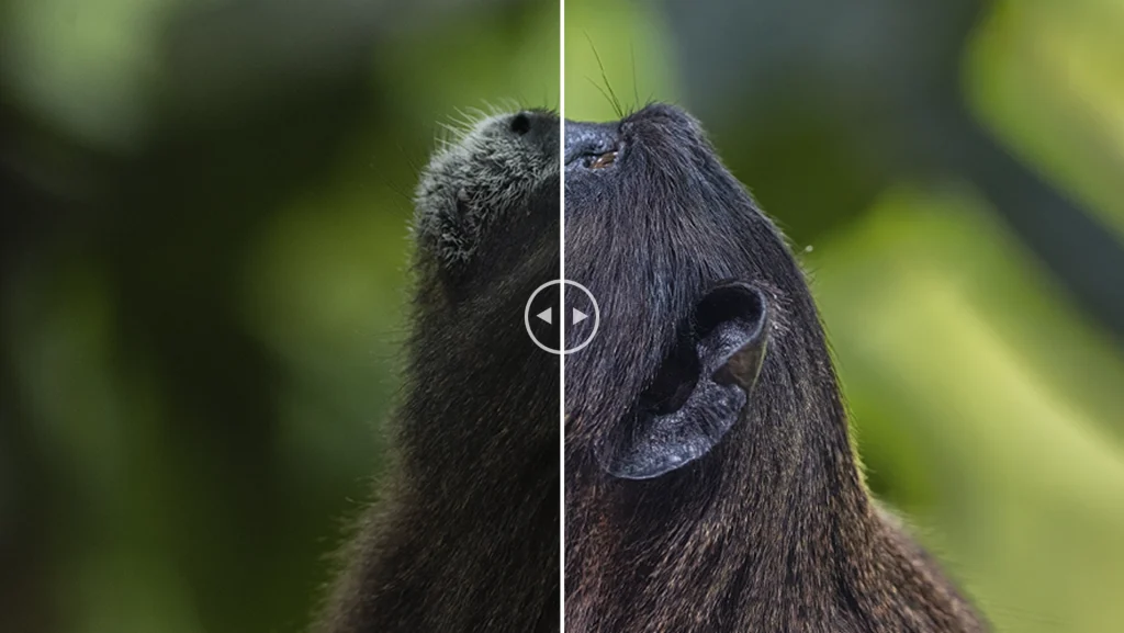 Brown-mantled tamarin - Saguinus fiscicollis