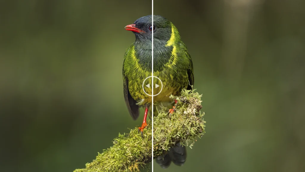 Green and black Fruiteater - Pipreola riefferii