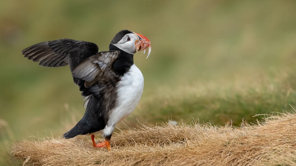 Atlantic Puffin - Fratercula arctica