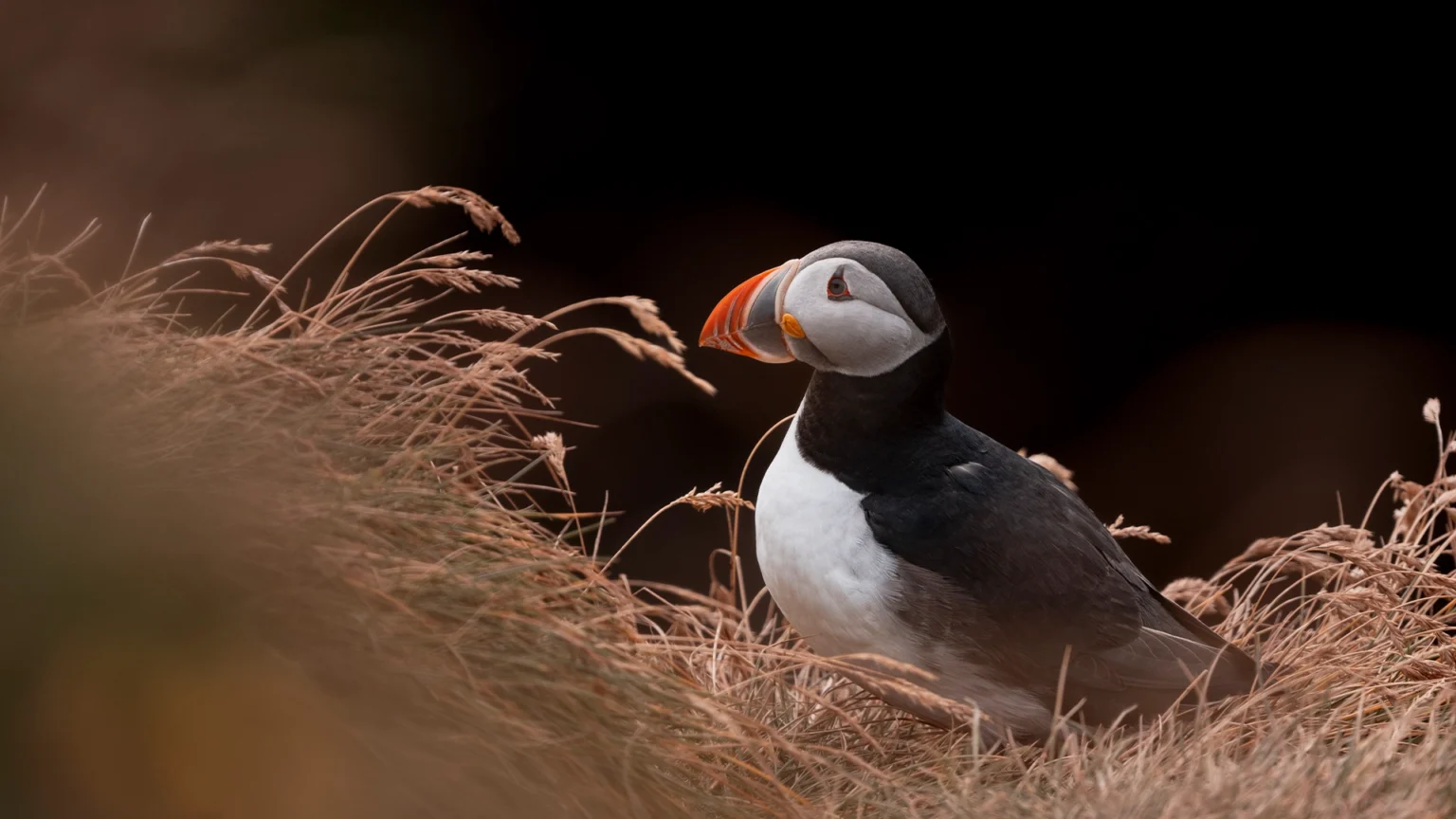 Atlantic Puffin - Fratercula arctica