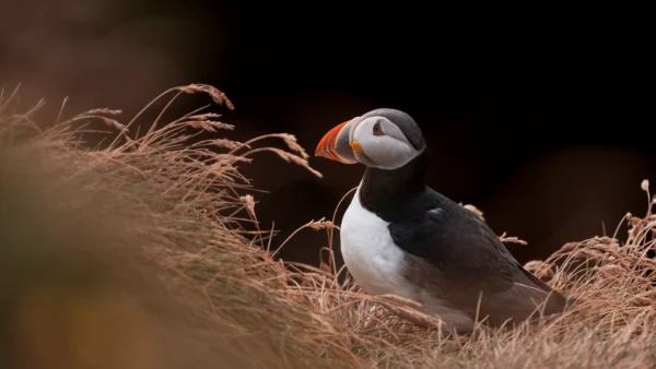 Atlantic Puffin - Fratercula arctica