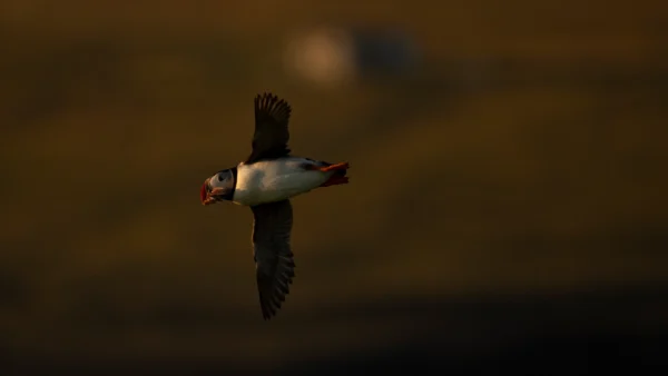 Atlantic Puffin - Fratercula arctica