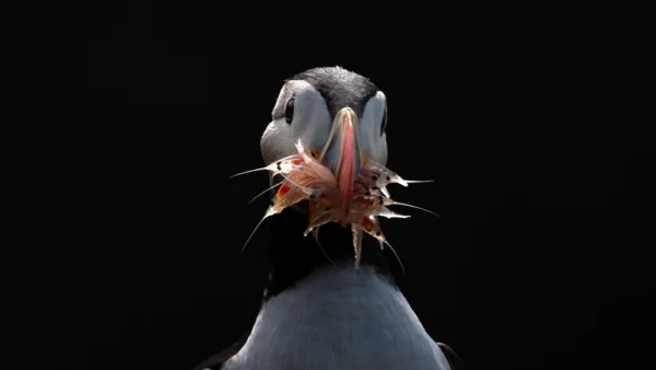 Atlantic Puffin - Fratercula arctica