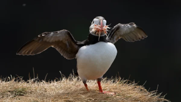Atlantic Puffin - Fratercula arctica