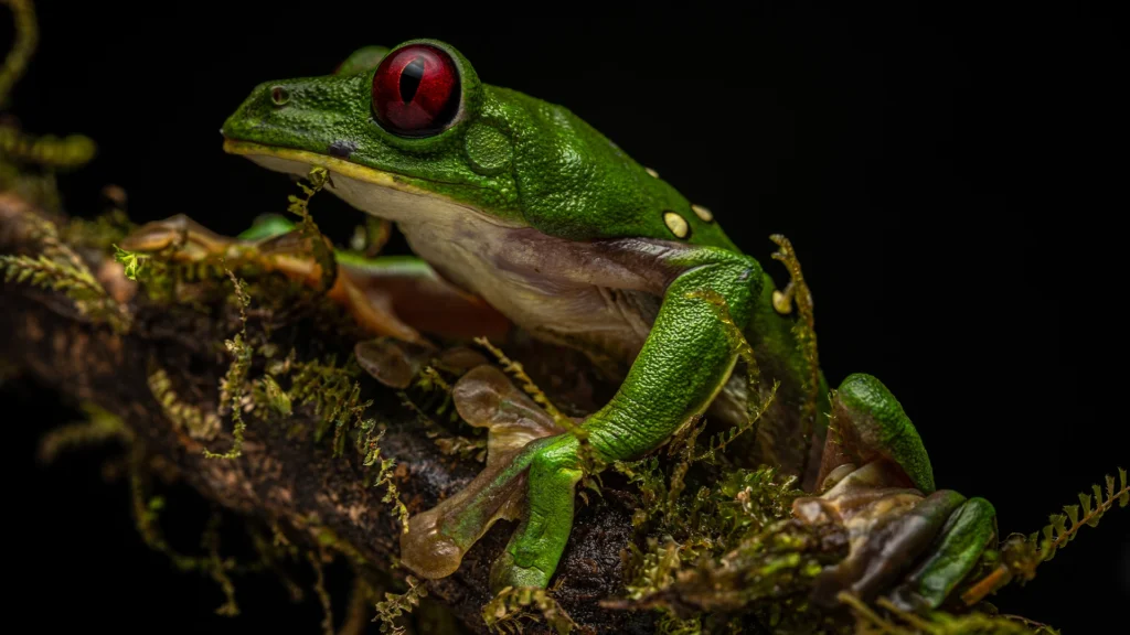 Gliding Treefrog - Agalychnis spurrelli