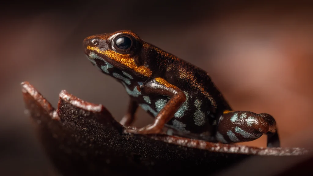 Bluebelly Poison Frog - Andinobates minutus
