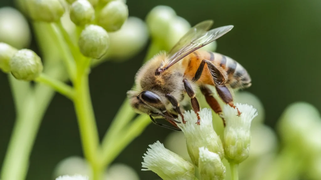 Macrofotografía Bee