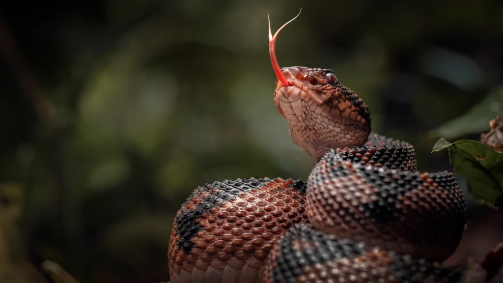 South American Bushmaster - Lachesis muta