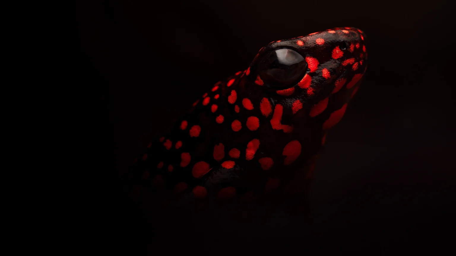 Koe-Koe - Oophaga solanensis