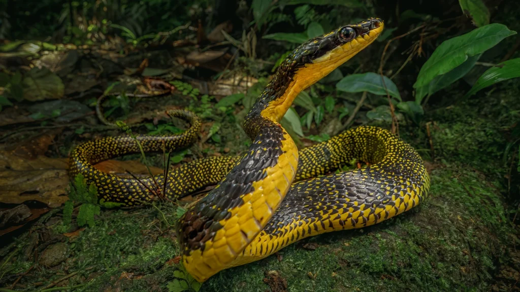 Macrofotografía Phrynonax shropshirei