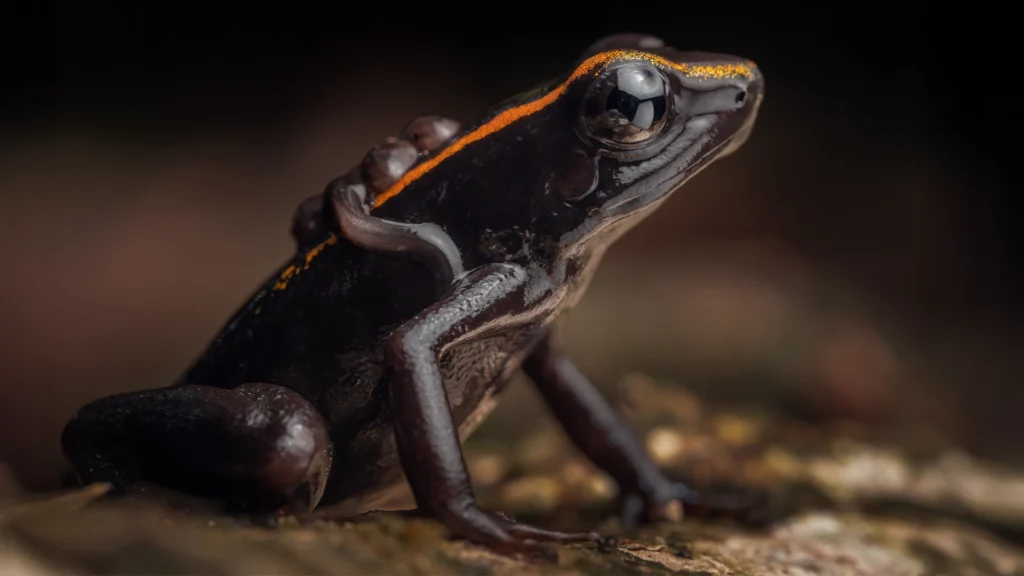 Samper’s Poison Dart Frog - Phyllobates samperi