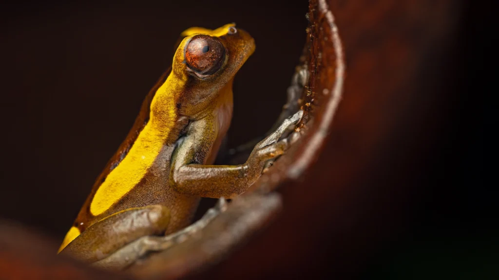 Black-handed Tree Frog - Dendropsophus manonegra