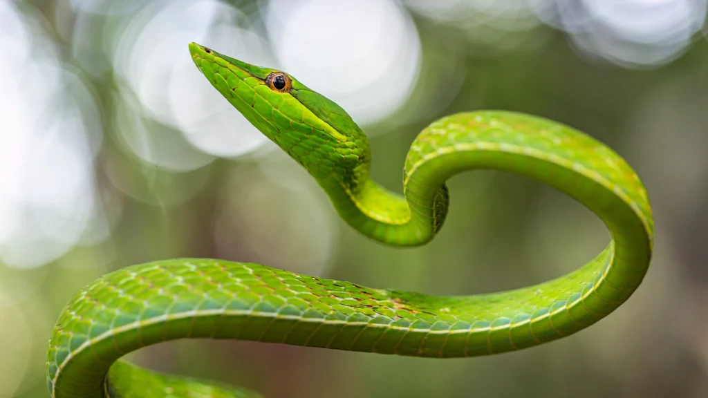 Green Vine Snake - Oxybelis fulgidus