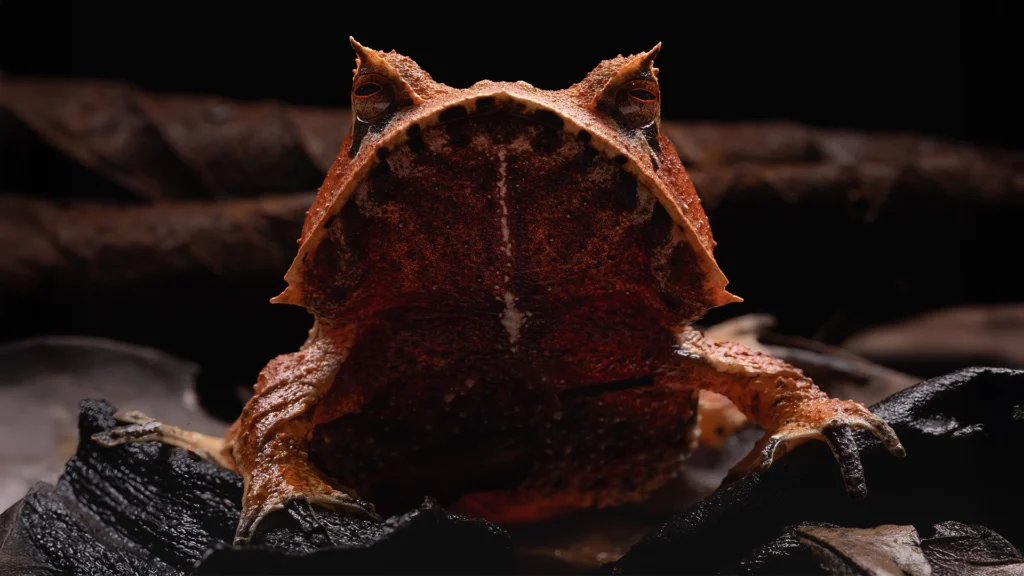 Spix's Horned Treefrog - Hemiphractus scutatus