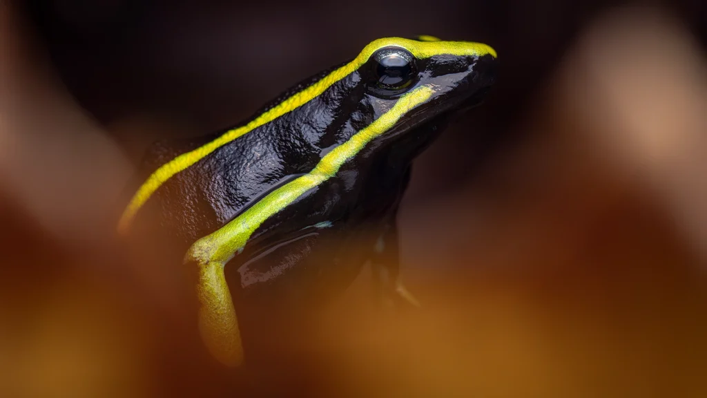 Three-striped Arrow-poison Frog - Ameerega trivittata