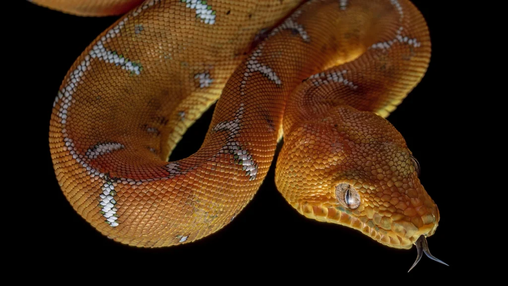 Amazon Basin Emerald Tree Boa - Corallus batesii