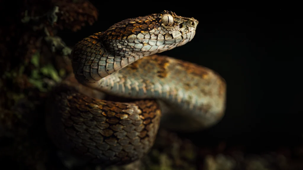 Eyelash Viper - Bothriechis schlegelii