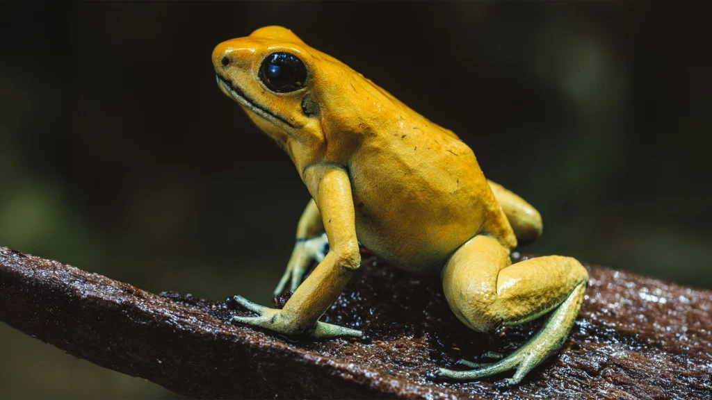 Golden Poison Frog - Phyllobates terribilis