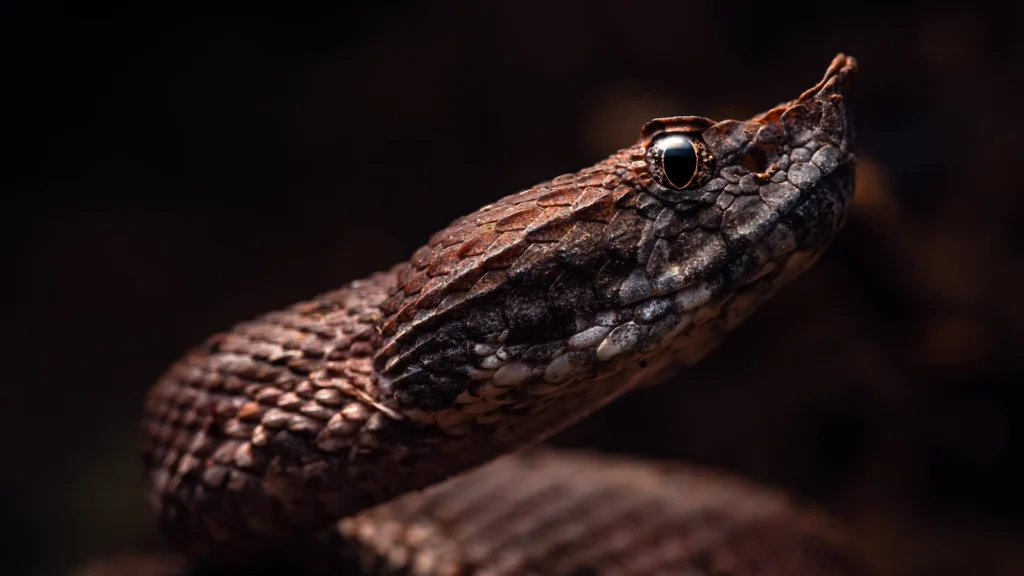 Hognosed Pit Viper - Porthidium nasutum