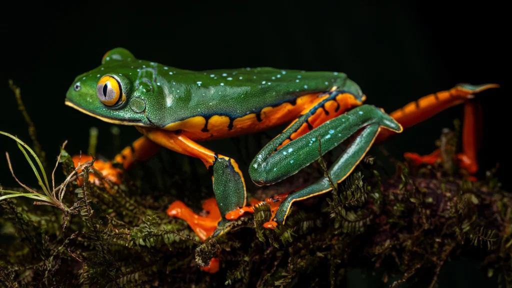 Splendid Tree Frog - Cruziohyla calcarifer