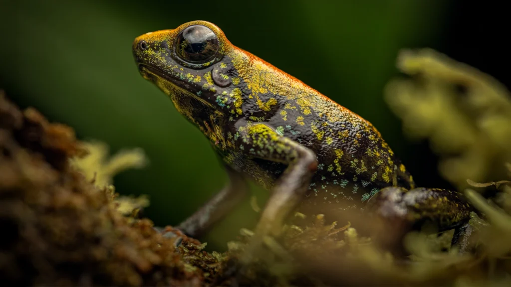Black-legged Poison Dart Frog - Phyllobates bicolor