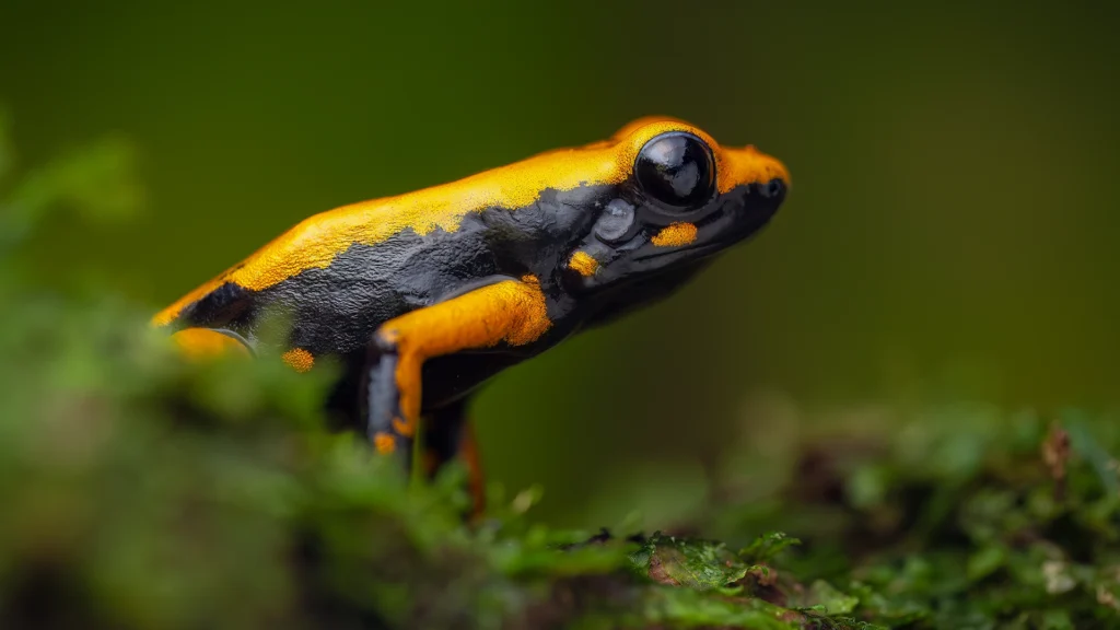 Phyllobates sp.