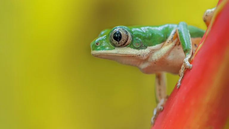 Orange-legged Leaf Frog - Pithecopus hypochondrialis