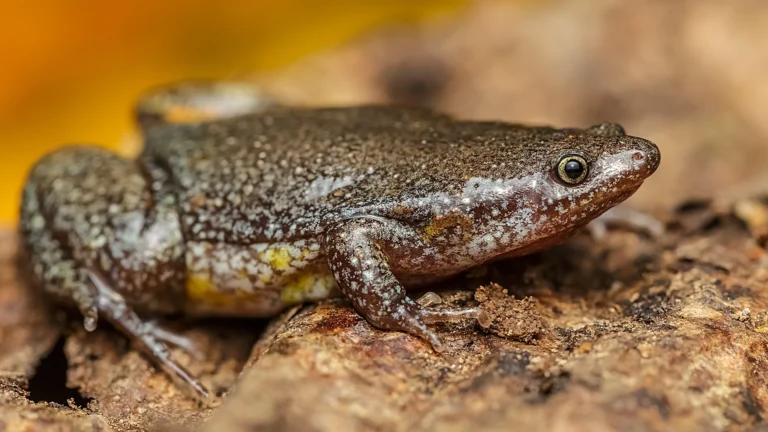 Colombian Plump Frog - Elachistocleis pearsei