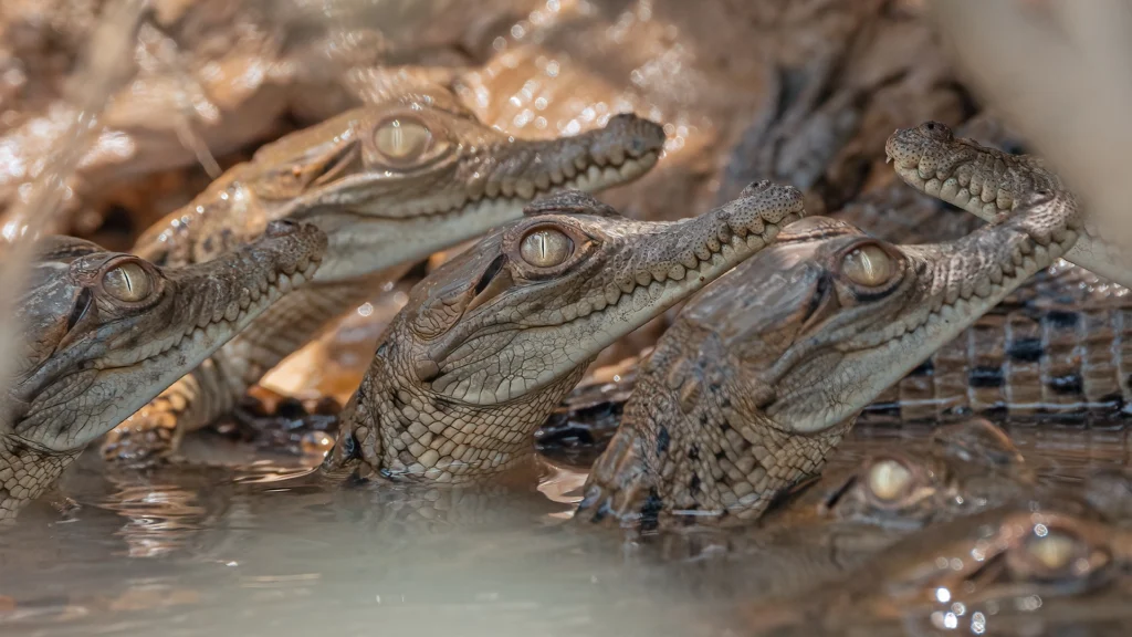 Orinoco Crocodile - Crocodylus intermedius