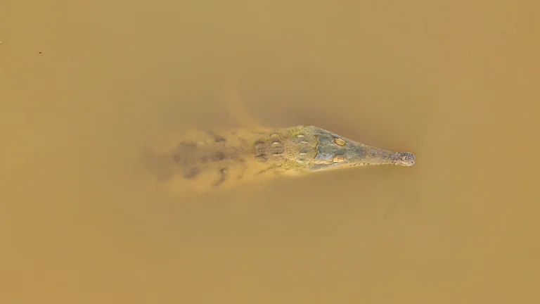 Orinoco Crocodile - Crocodylus intermedius
