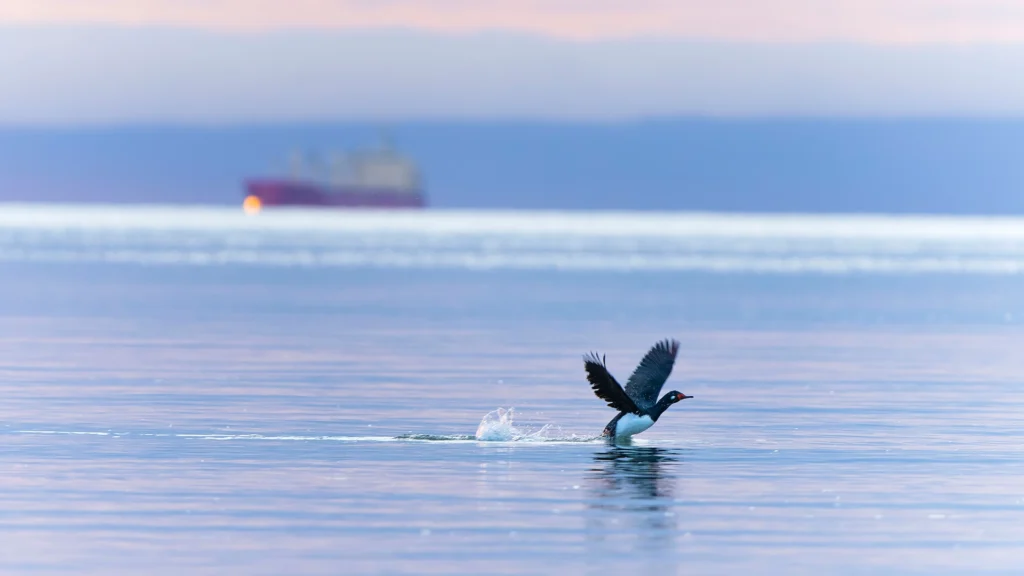 Magellanicc Cormorant (Leucocarbo magellanicus)