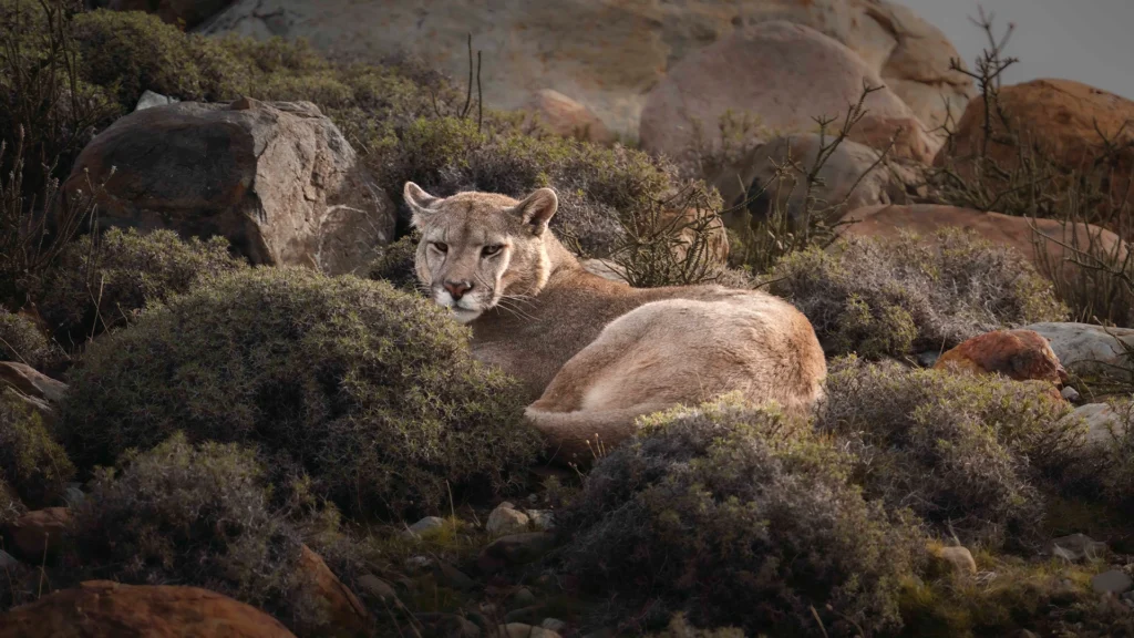 Mountain Lion (Puma concolor)