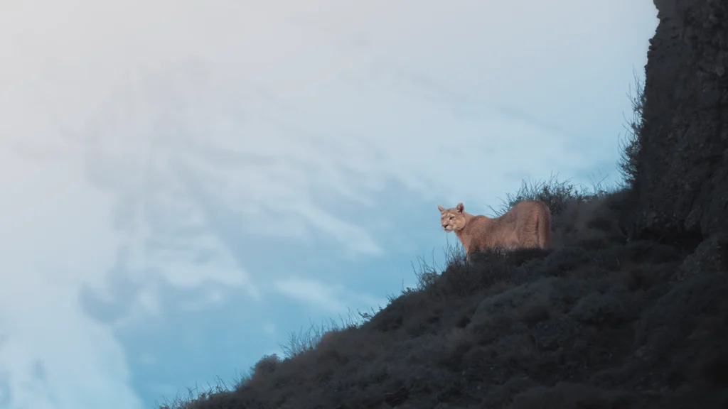 Mountain Lion (Puma concolor)