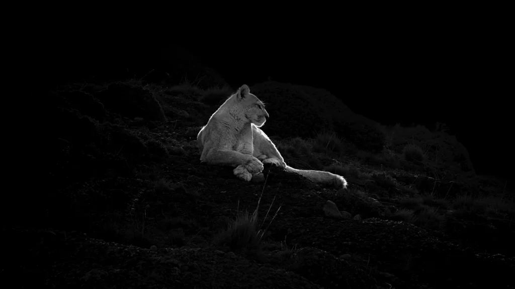 Mountain Lion (Puma concolor)
