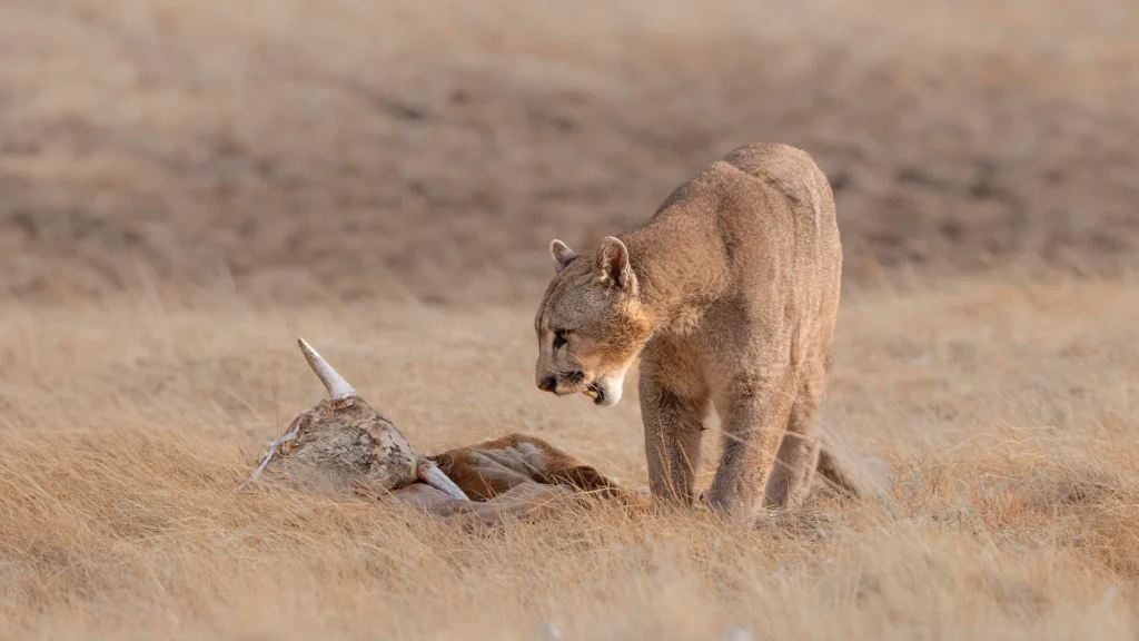 Mountain Lion (Puma concolor)