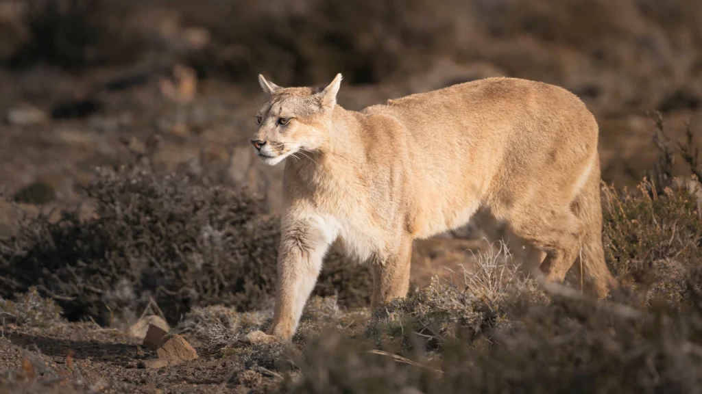 Mountain Lion (Puma concolor)